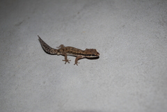 Pachydactylus geitje