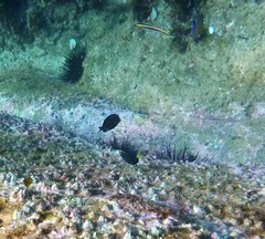 Prionurus microlepidotus