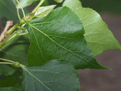 Pemphigus spyrothecae