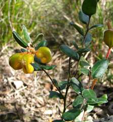 Grevillea chrysophaea