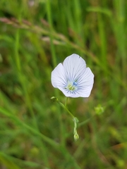 Linum bienne