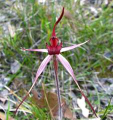 Caladenia concolor