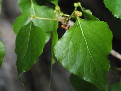 Pemphigus spyrothecae