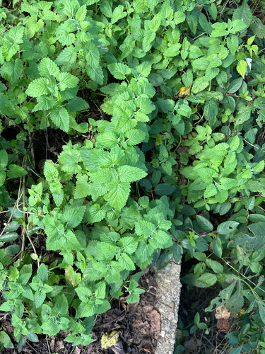 lemon balm