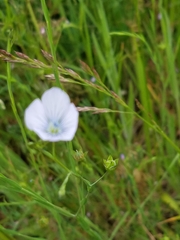 Linum bienne