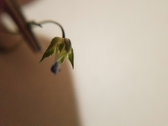 Linum bienne
