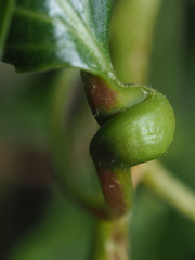 Pemphigus spyrothecae