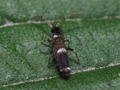Entomobrya dorsalis