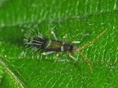 Entomobrya dorsalis