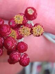 Helichrysum sanguineum