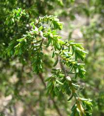 Pultenaea graveolens
