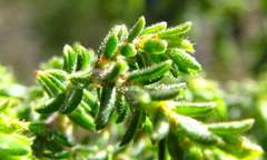 Pultenaea graveolens