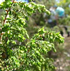 Pultenaea graveolens