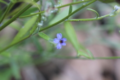 Dampiera adpressa