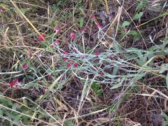 Helichrysum sanguineum