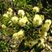Acacia aspera parviceps - Photo (c) Cathy Powers, algunos derechos reservados (CC BY), subido por Cathy Powers