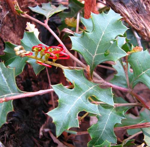 Image of Grevillea steiglitziana by (c) Cathy Powers, some rights reserved (CC BY)