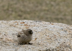 Leucosticte brandti