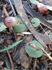 Corybas aconitiflorus