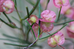 Dodonaea filifolia