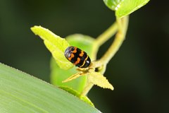 Cryptocephalus trifasciatus