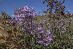 Fridericia platyphylla