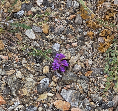 Oxytropis campestris, 2026-09-28