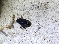 Germarostes globosus