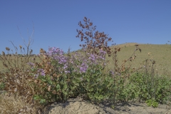Fridericia platyphylla