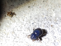 Germarostes globosus