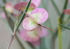 Dodonaea filifolia