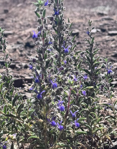 Vinegar Weed
