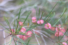 Dodonaea filifolia