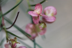 Dodonaea filifolia