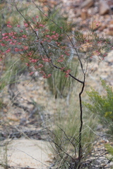 Dodonaea filifolia