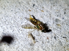 Cephalochrysa similis