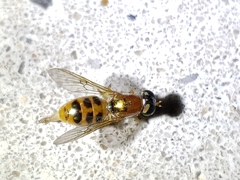 Cephalochrysa similis