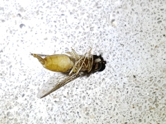 Cephalochrysa similis