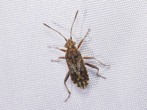 banded rhopalid