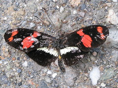 Heliconius telesiphe sotericus