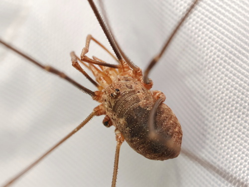 European Harvestman
