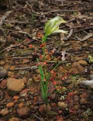 Pterostylis smaragdyna
