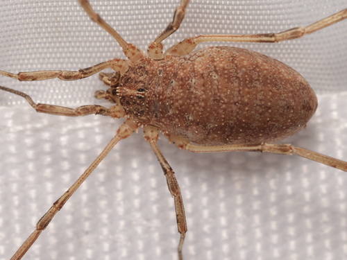 Odiellus troguloides