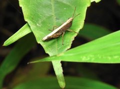 Phlaeoba antennata