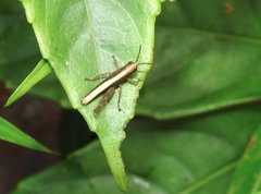 Phlaeoba antennata