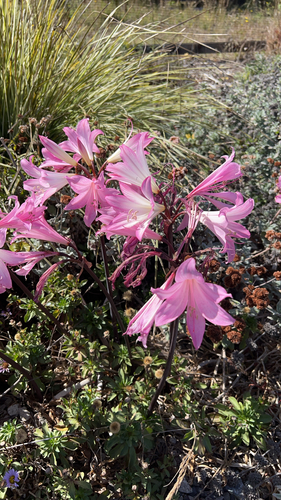 Belladonna Lily