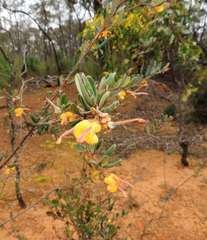 Grevillea chrysophaea