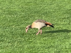 Alopochen aegyptiaca