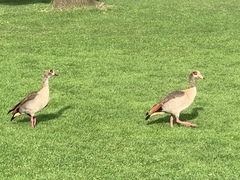 Alopochen aegyptiaca