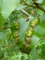 Taphrina populi-salicis